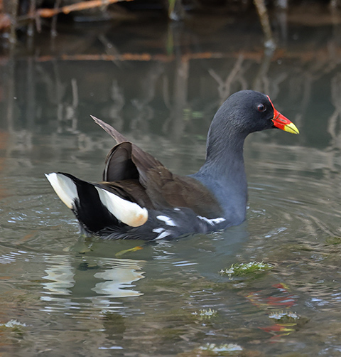 Common Moorhen